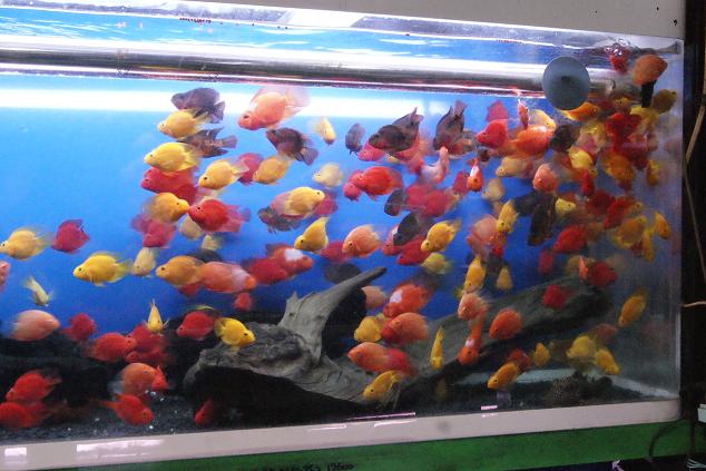 アジアアロワナ 熱帯魚の販売 入荷情報 Ssブログ